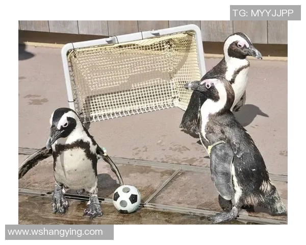 企鹅是哪个足球明星的外号揭秘与背后的故事分析